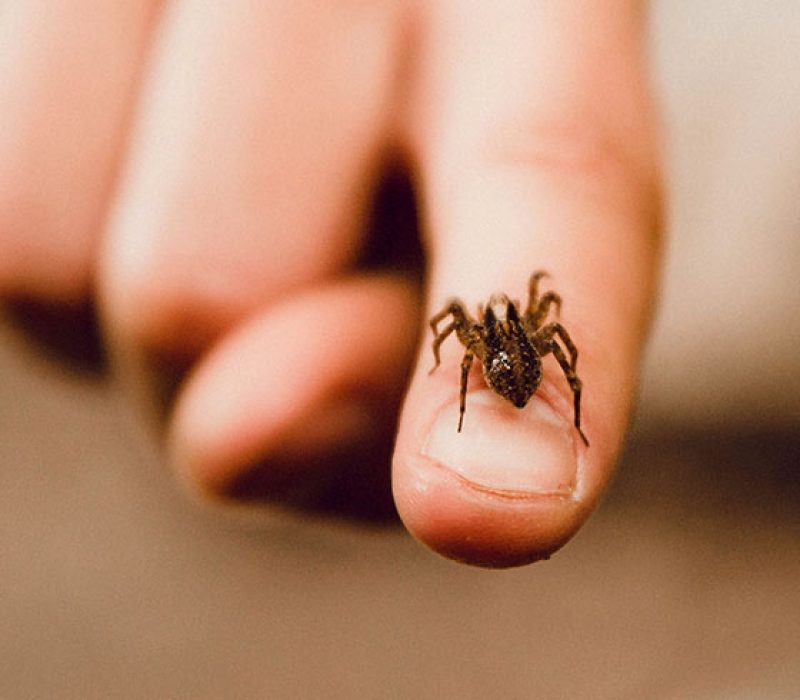 Arachnofobia czyli lęk przed pająkami